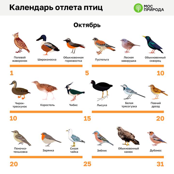 Фото: Telegram / Мосприрода Фото: Telegram / Мосприрода