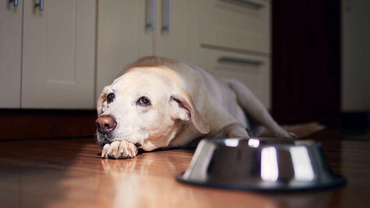 Кинолог Голубев рассказал, как помочь собаке избавиться от лишнего веса 