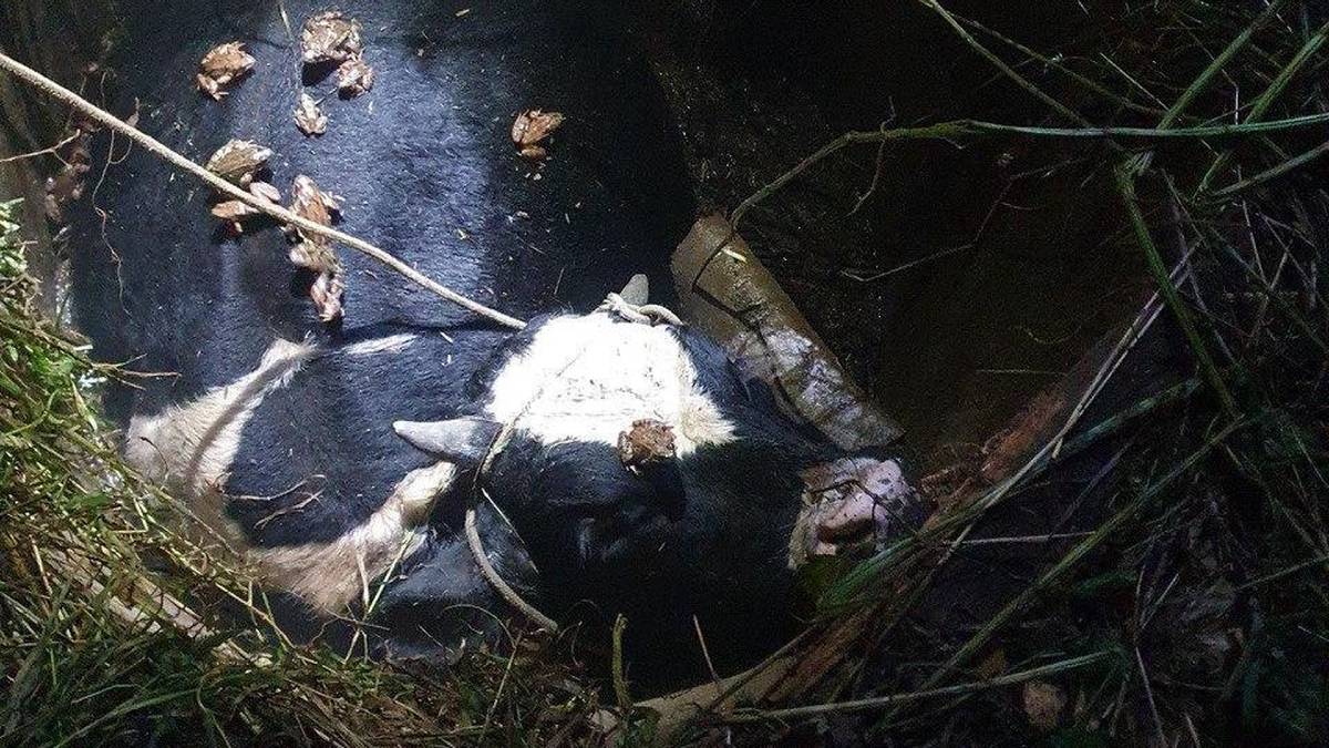 Спасатели вытащили 300-килограммового быка из заброшенного колодца в Щелкове