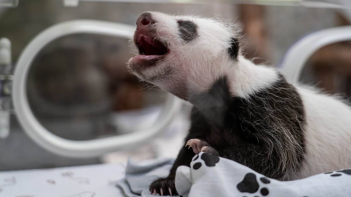 «Смотрит с нежностью»: в Московском зоопарке поделились фото детеныша панды с мамой