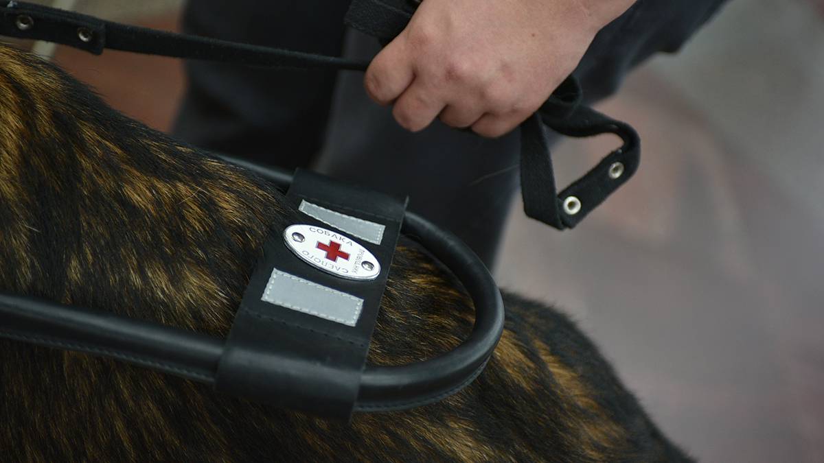 Более 300 собак-проводников подготовили в Москве для маломобильных пассажиров метро