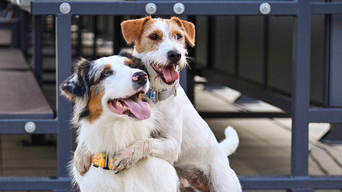 Ветеринар Середа посоветовал вакцинировать собак от бешенства в начале весны