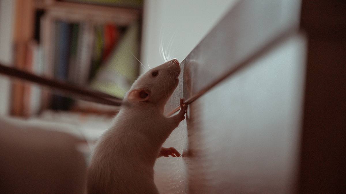Эксперты назвали недорогой способ избавиться от мышей на даче