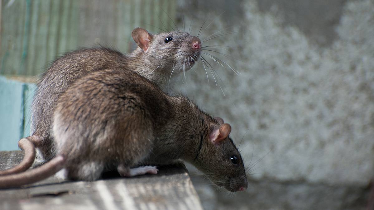 Мэр Нью-Йорка Адамс анонсировал первый саммит по борьбе с крысами в городе