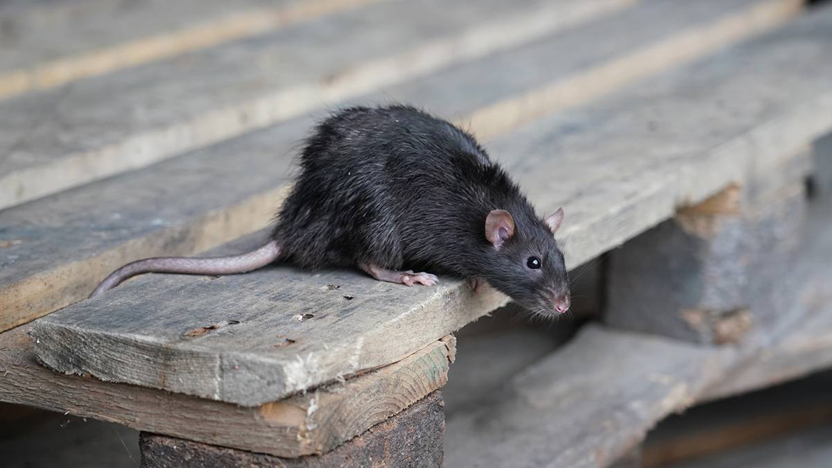 Четыре человека погибли от крысиной болезни в США