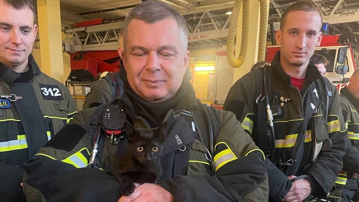 Московские пожарные взяли в отряд котенка, которого сбила машина