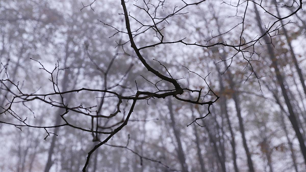 Девочка пожаловалась в больнице на избиение сверстницами в лесу Подмосковья
