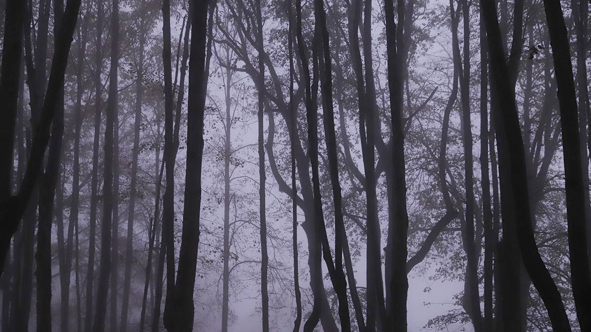 Находившуюся в розыске семью с детьми нашли в шалаше в лесу в Тульской области