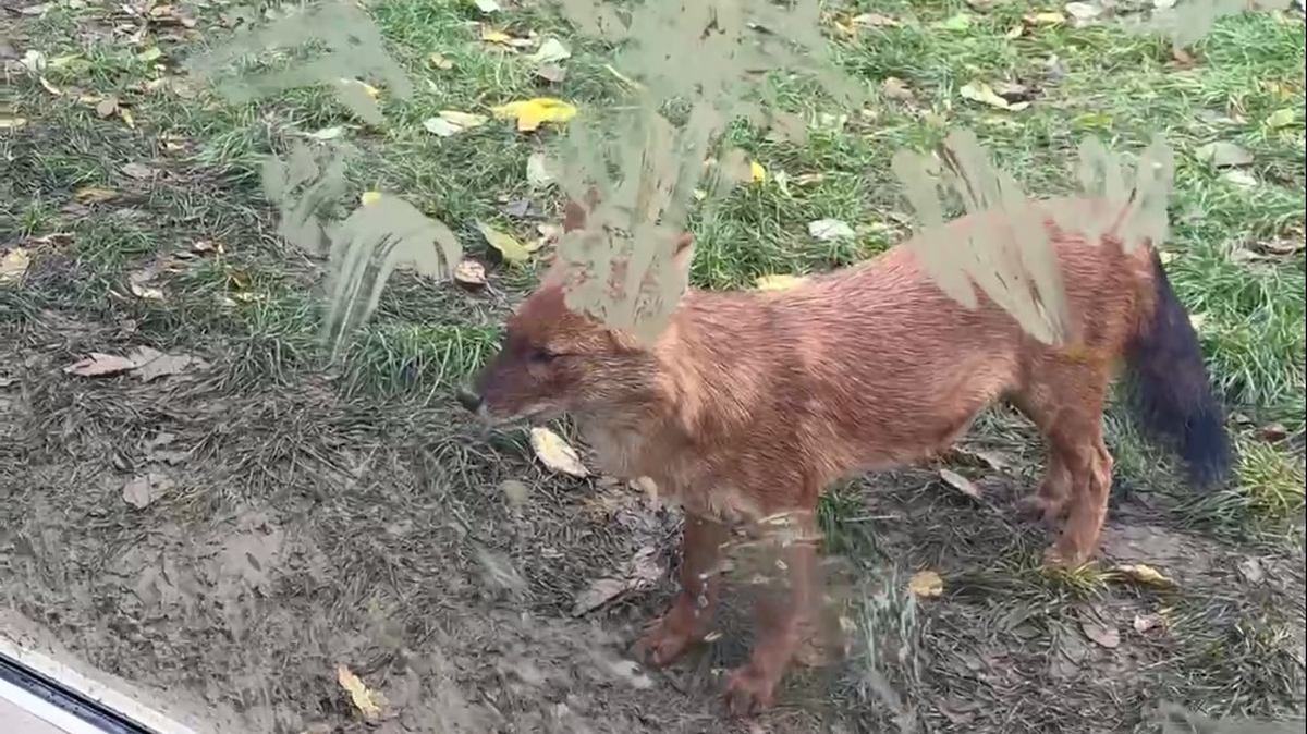 «Кто набедокурил?»: Московский зоопарк показал кадры с «раскрашенным» вольером лис