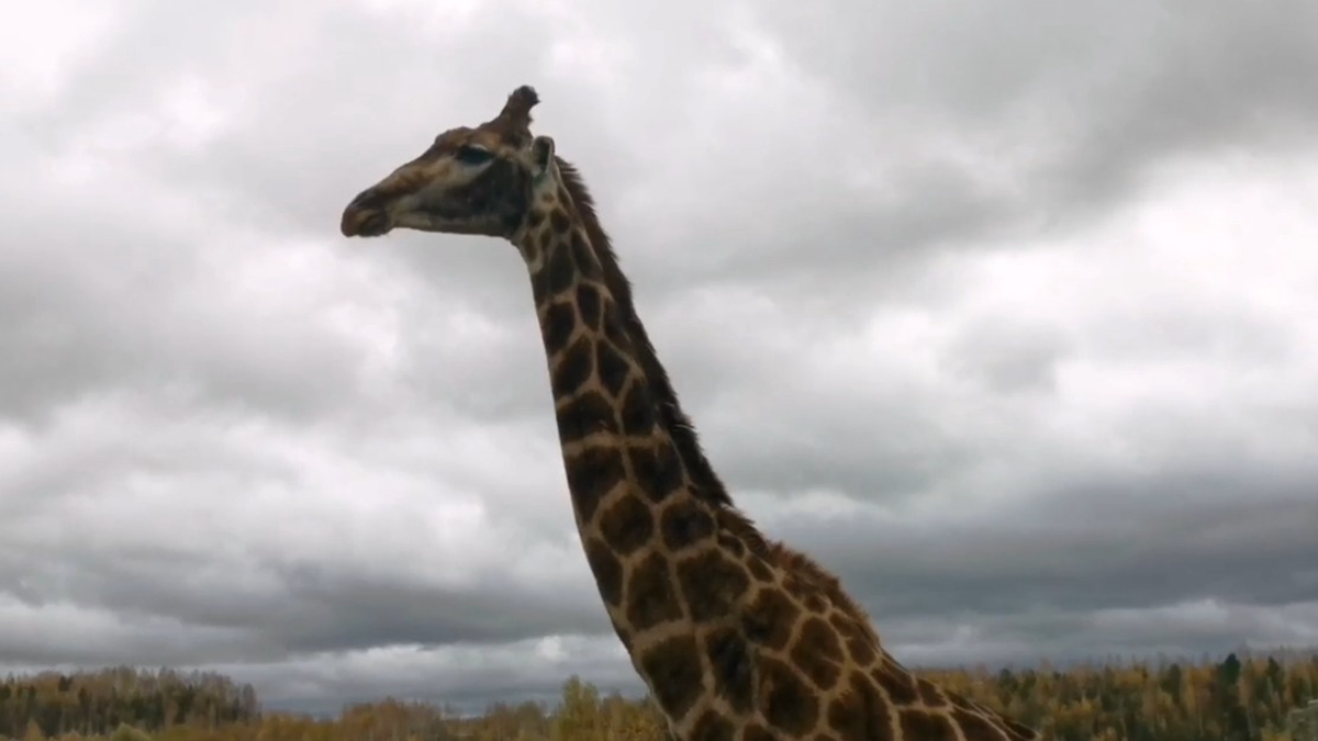 «Осенний жираф»: Московский зоопарк показал меланхоличные будни Глаши