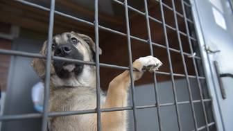 Приют с десятками истощенных и мертвых собак обнаружили в Перми