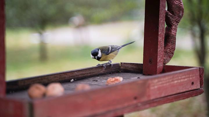Битвы за семечки насущные
