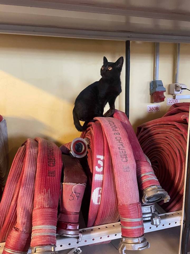 Фото: Telegram / ЧСтные новости Москвы