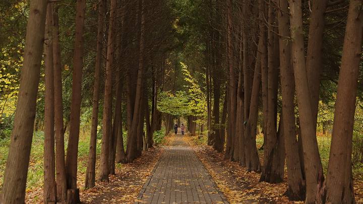 Пространство цифрового детокса: какими будут городские парки в будущем
