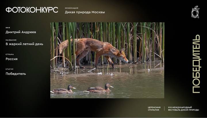 Увидеть мир дикой природы глазами фотографов