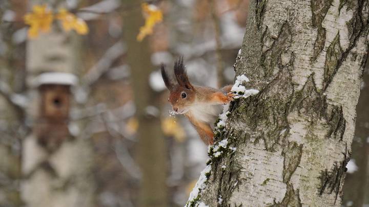 Покров Пресвятой Богородицы: история праздника, традиции, обряды, приметы и запреты