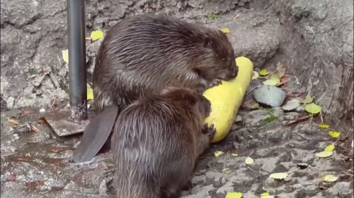 «Милые трудяжки»: Московский зоопарк показал, как бобры расправляются с кабачком