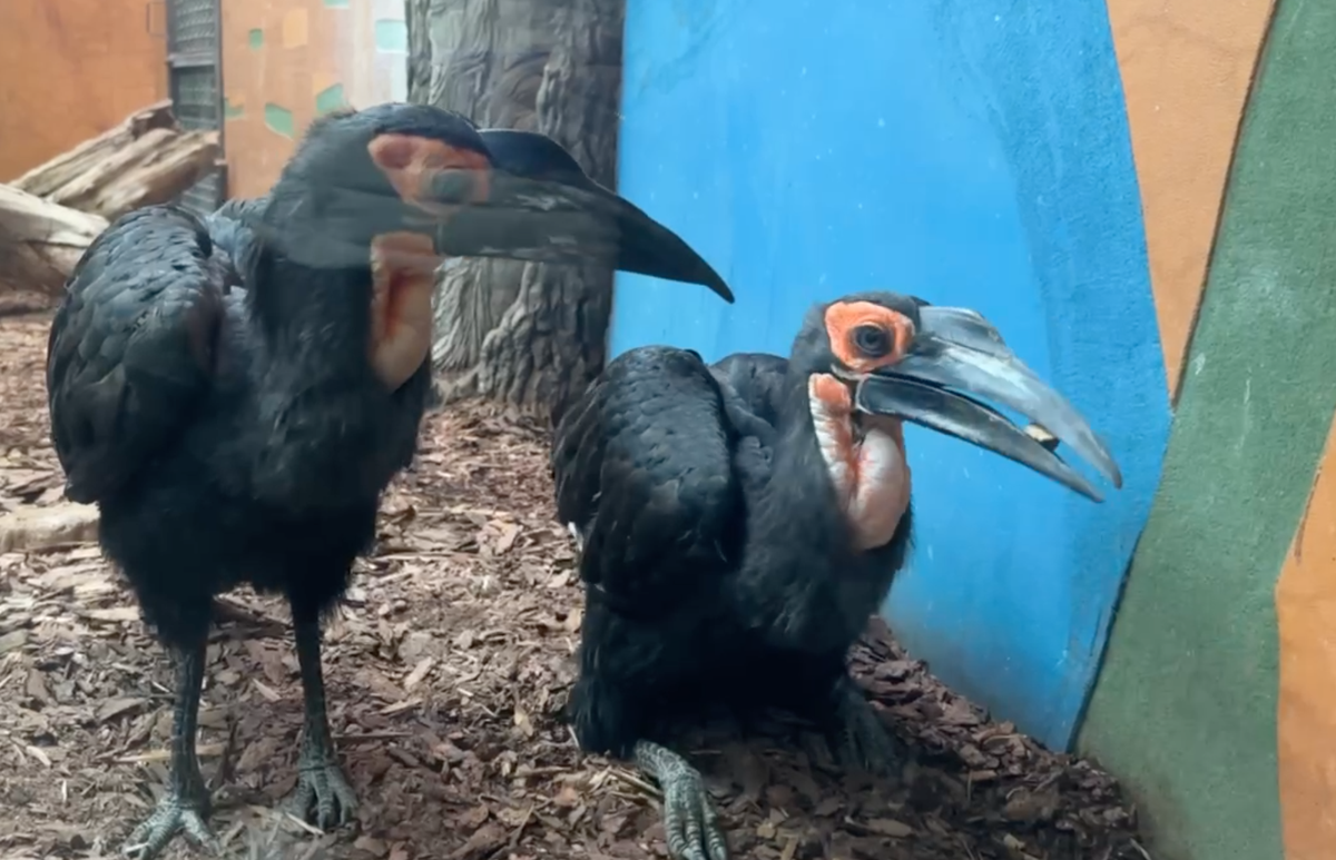 Московский зоопарк показал, как кафрские вороны играют в регби