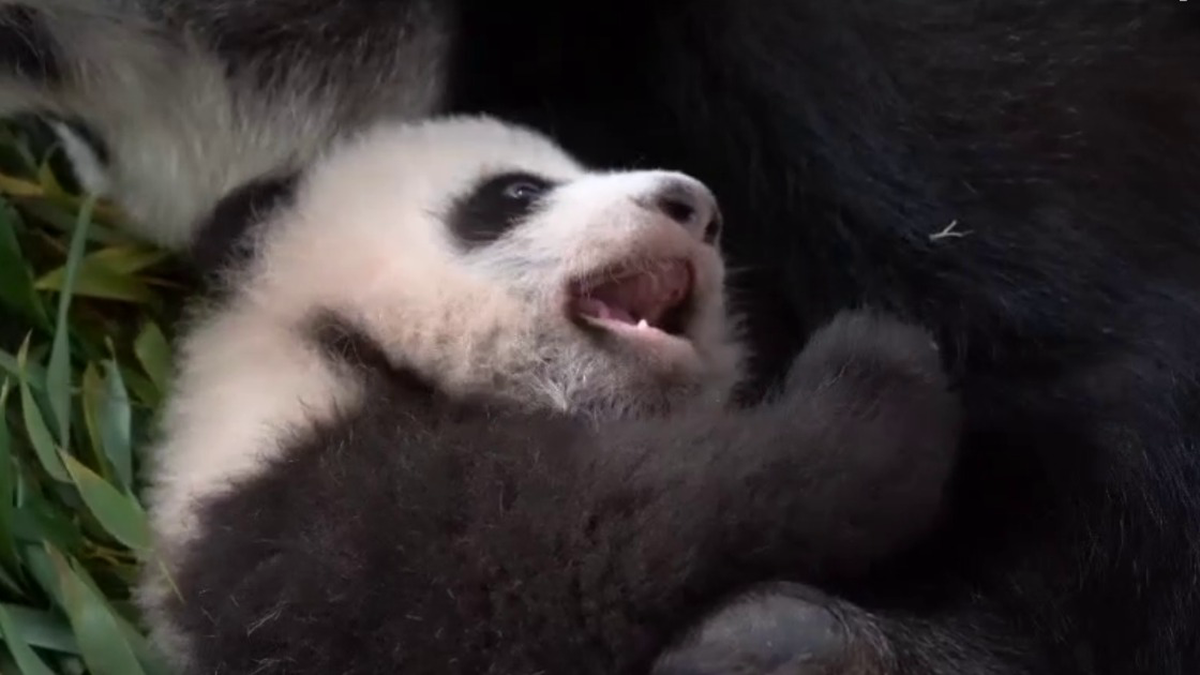 «Малышке не спится»: в Московском зоопарке показали кадры с детенышем панды