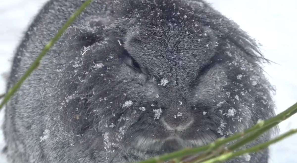 «Такую красоту не спрячешь»: Московский зоопарк показал будничную жизнь кроликов