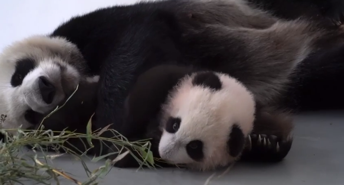 Московский зоопарк показал кадры крепких объятий детеныша панды с мамой