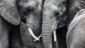 PTI: Семь слонов погибли при столкновении с пассажирским поездом в Индии