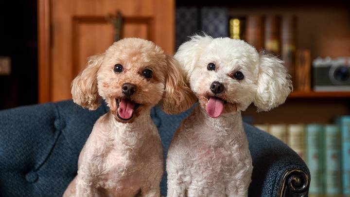 Названы 10 пород собак, которые идеально подойдут для небольшой квартиры