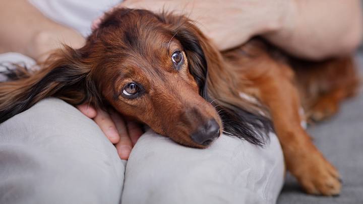 Названы 10 пород собак, которые идеально подойдут для небольшой квартиры