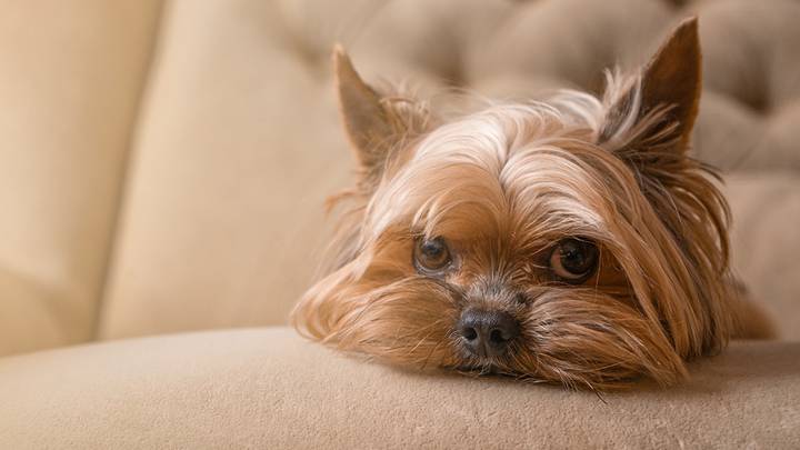 Названы 10 пород собак, которые идеально подойдут для небольшой квартиры