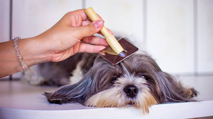 Названы 10 пород собак, которые идеально подойдут для небольшой квартиры