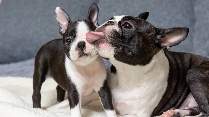 Названы 10 пород собак, которые идеально подойдут для небольшой квартиры