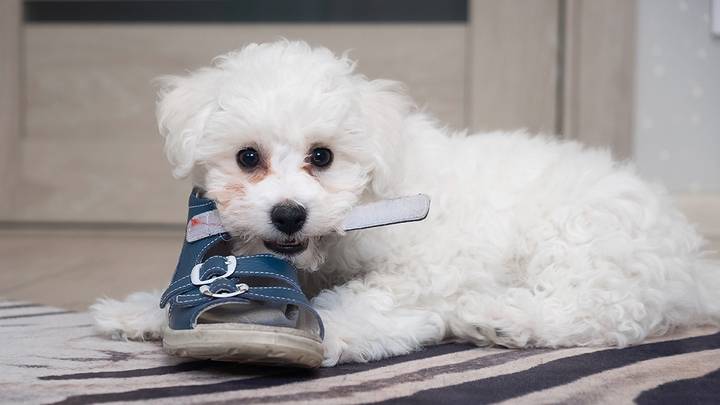 Названы 10 пород собак, которые идеально подойдут для небольшой квартиры