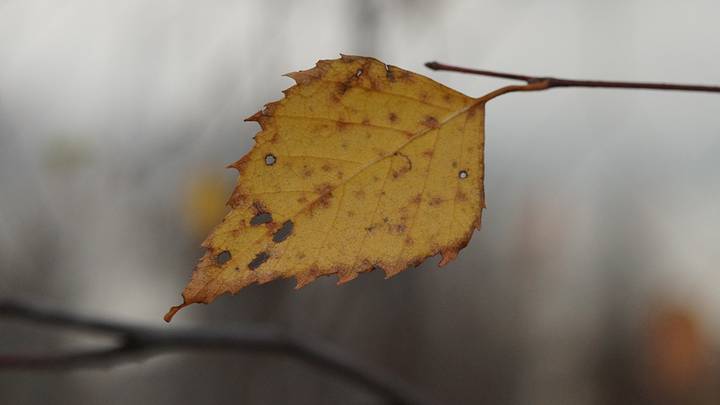 Клуб нелюбви к бедняге ноябрю