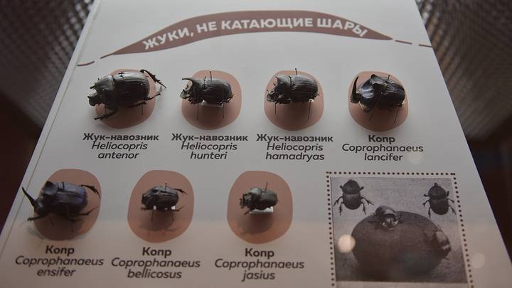 Выставка Жуки в Дарвиновском музее / Фото: Наталья Феоктистова / Вечерняя Москва