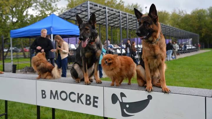 Сергунина: Проект «Питомцы в Москве» стал лауреатом национальной премии