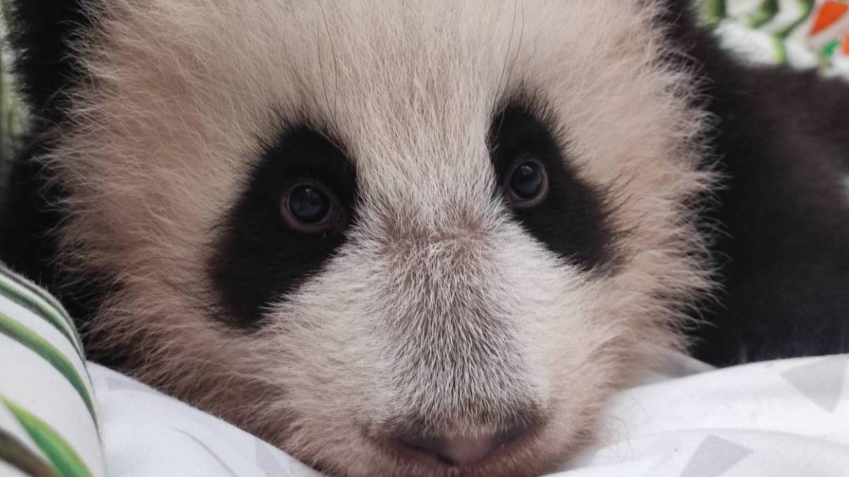 «Растет наше чудо»: в Московском зоопарке подсчитали зубы у малышки панды