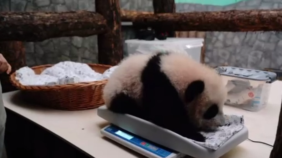 «С каждым днем все розовее»: появились кадры с осмотром малышки панды зоологами