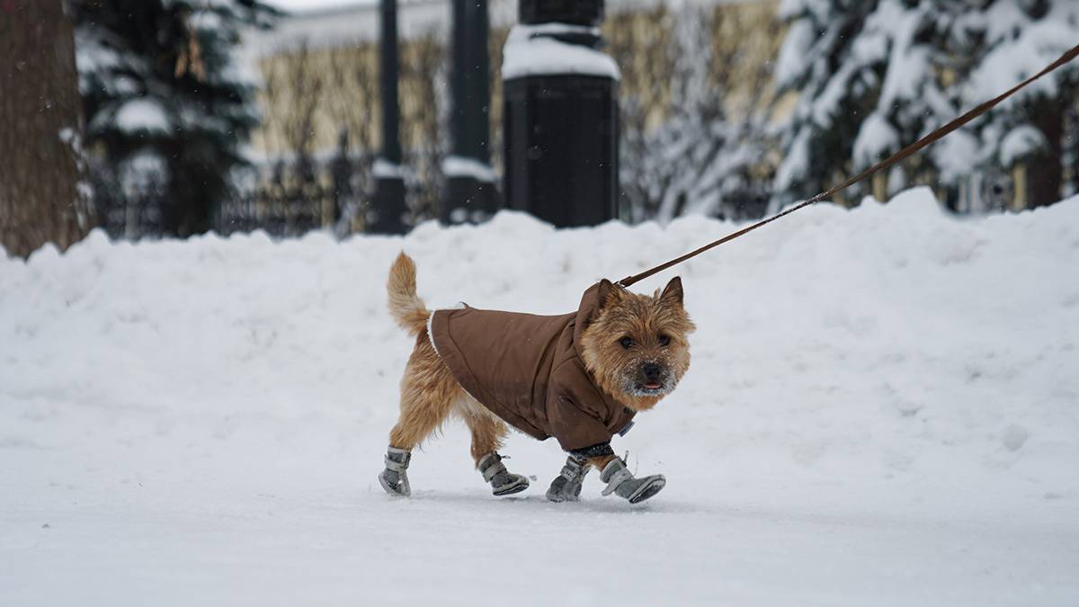 Кинолог Голубев рассказал, как правильно гулять с собакой в мороз