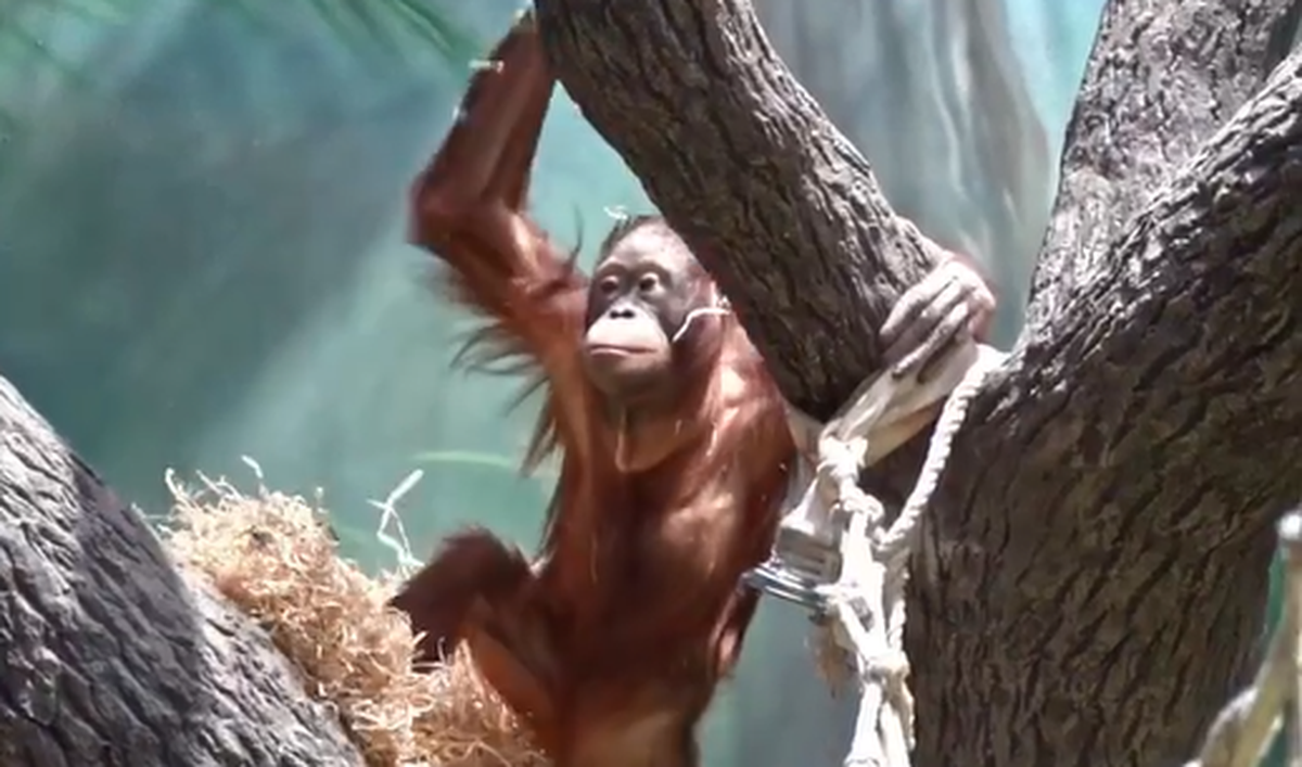 Московский зоопарк поделился кадрами выздоровевшего орангутана Джелая