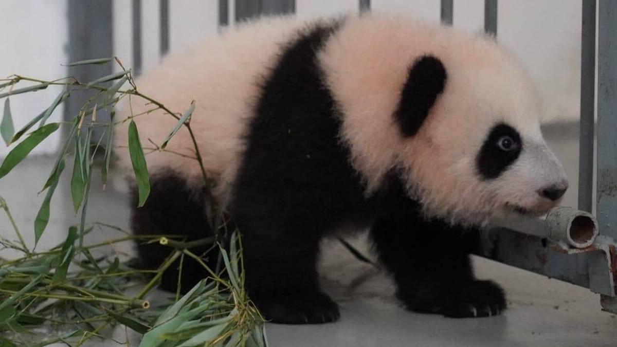В Московском зоопарке показали, как малышка панда использует все четыре лапы