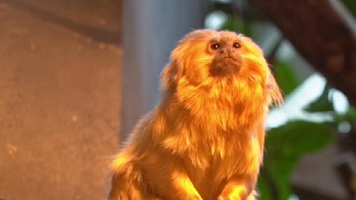 «Солнечное чудо»: Московский зоопарк показал золотистого львиного тамарина