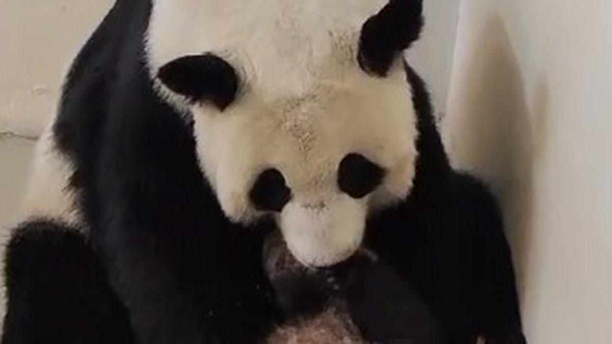 «Утренние поцелуи»: Московский зоопарк показал ритуал малышки-панды и Диндин