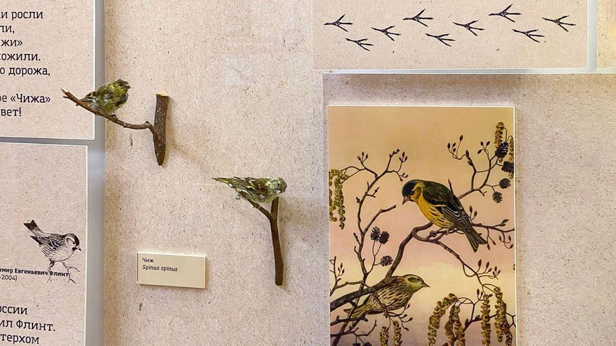 Выставка о чижах откроется в биологическом музее имени К. А. Тимирязева