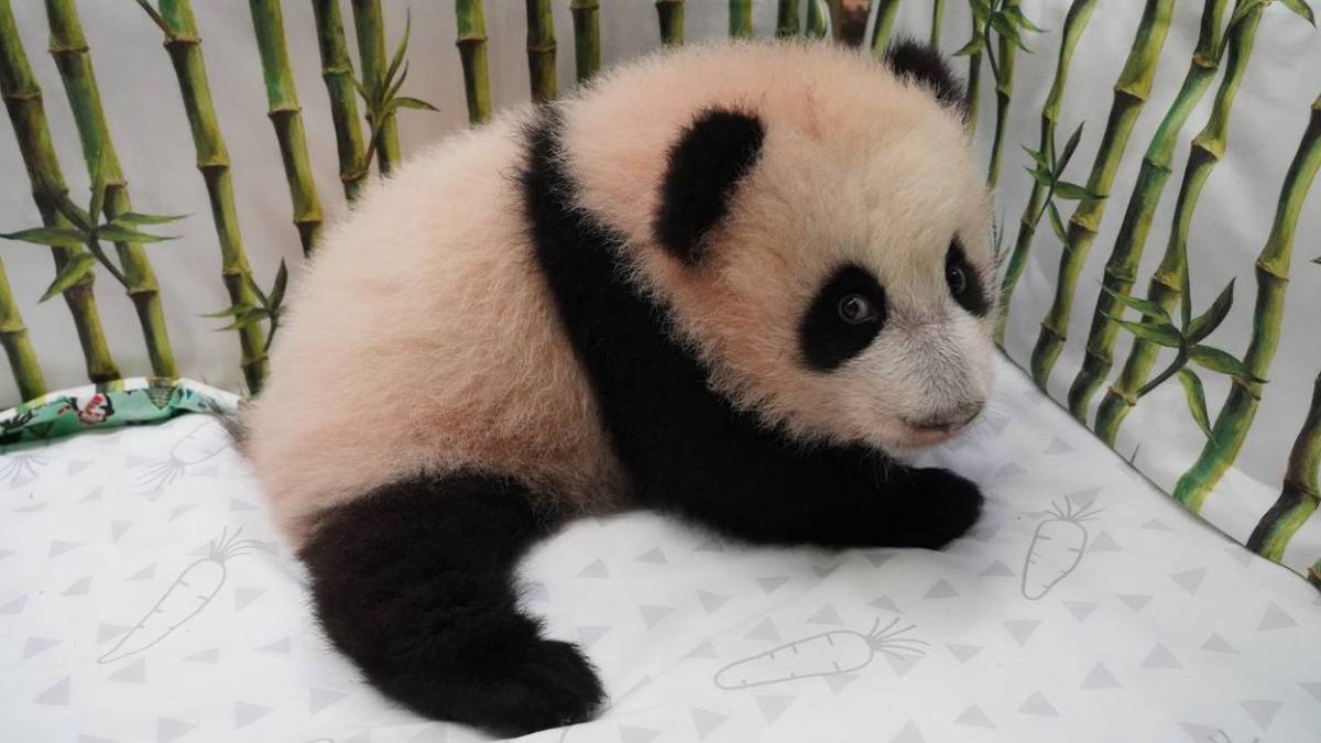 «Ну, понеслось»: Московский зоопарк показал, как малышка-панда сбежала из манежа