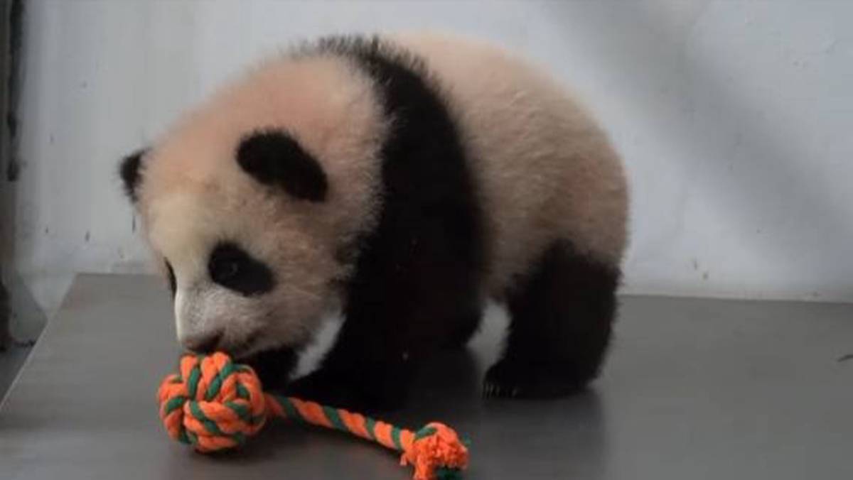Собянин: Москвичи выбрали имя для панды, родившейся в столичном зоопарке