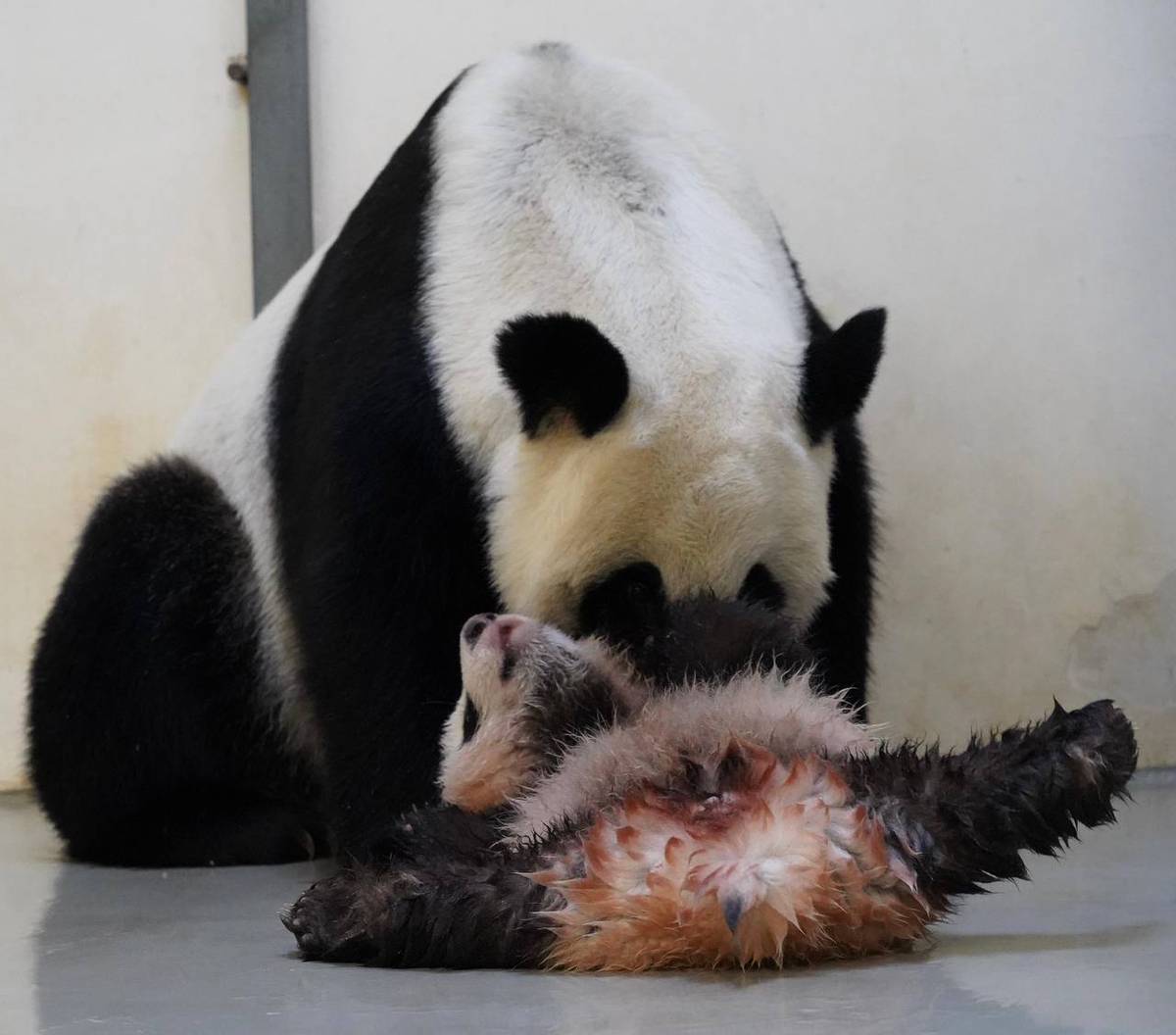 Московский зоопарк показал, как малышка-панда принимает ванну