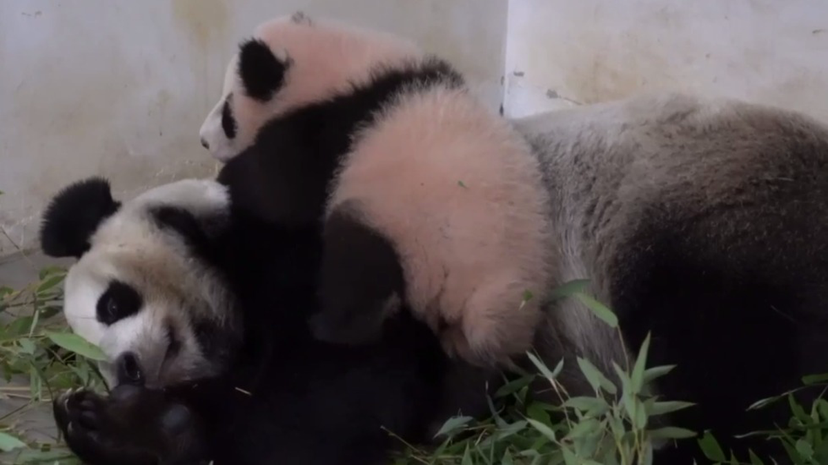 «Грызет бамбук и маму»: Московский зоопарк рассказал, чему научилась панда Катюша