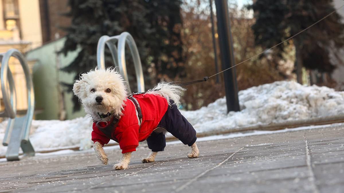Передышка перед морозом: метеоролог Позднякова рассказала о погоде в Москве на выходных