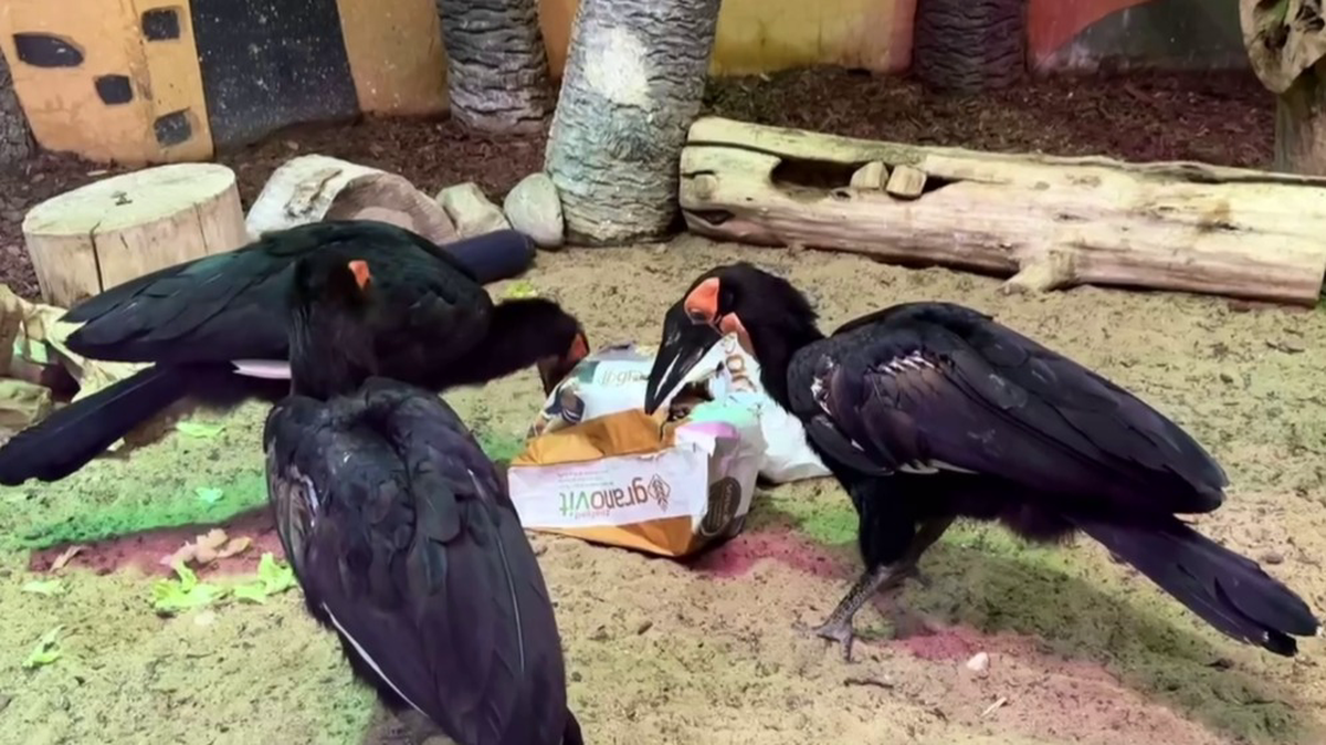 «Самые деловые птицы»: Московский зоопарк показал, как работают кафрские вороны