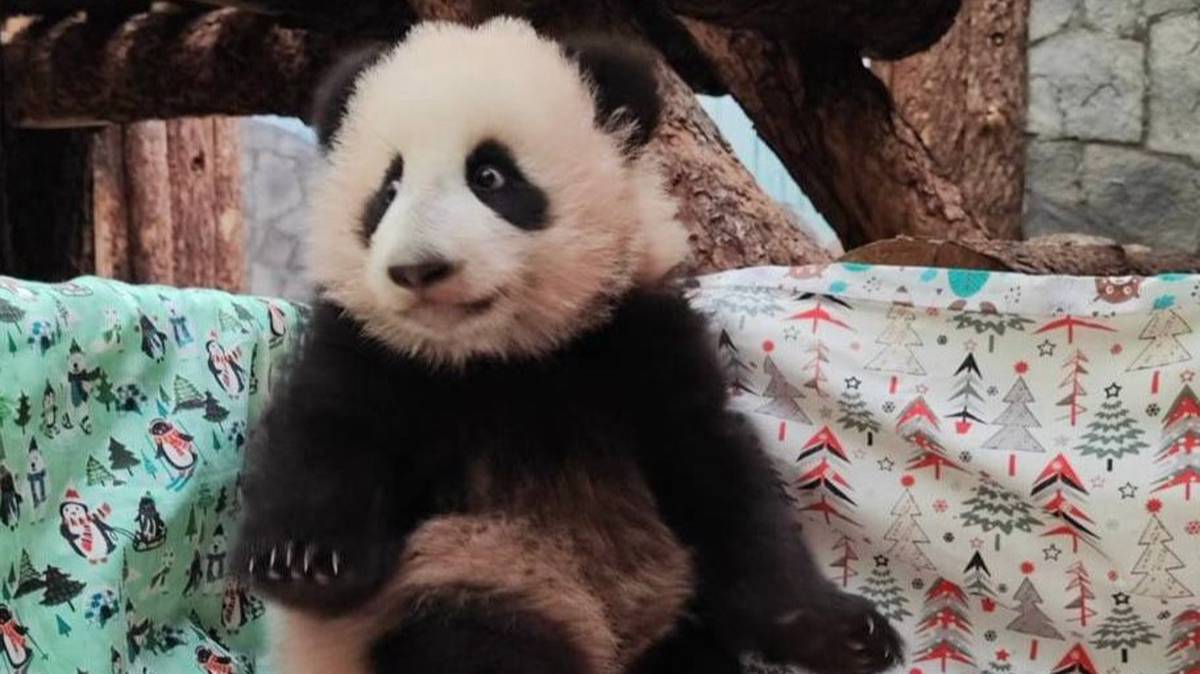«Большое путешествие больших панд»: Московский зоопарк снял фильм о семье Катюши